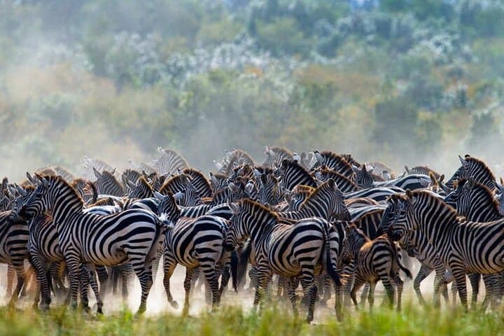5-Day Great Wildebeest Migration Safari in Tanzania photo 5