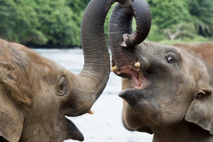 Udawalawe Safari from Galle — Full-Day Elephant Drive & Wildlife Viewing photo 4