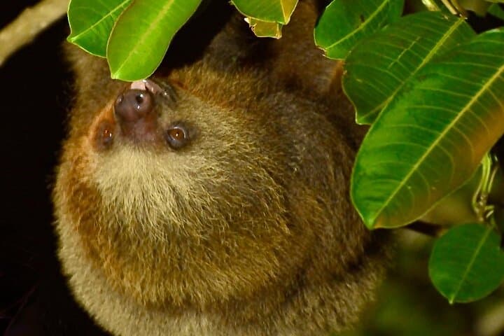 Monteverde Night Vision Wildlife Walk — Exclusive Small-Group Cloud Forest Tour photo 4