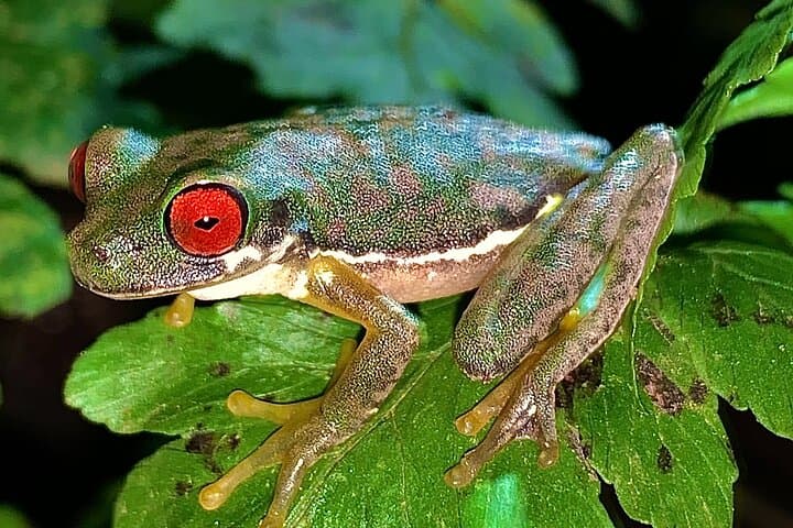 Monteverde Night Vision Wildlife Walk — Exclusive Small-Group Cloud Forest Tour photo 3