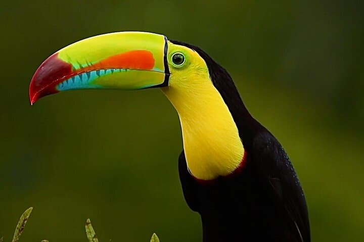 Monteverde Cloud Forest Birding Tour — Quetzals, Hummingbirds & Free Binoculars photo 5