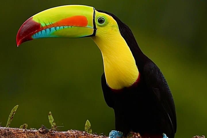 Full-Day Monteverde Birding Expedition: See Quetzals and Bellbirds with Free Binoculars photo 1