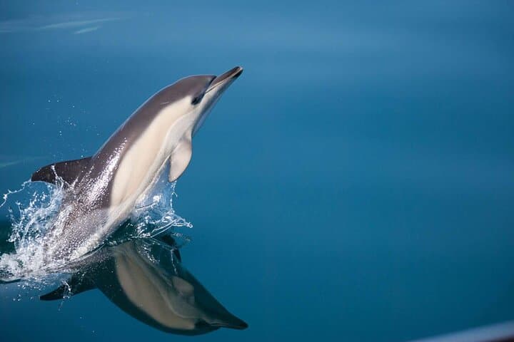 Dolphin Watching in Estepona Bay: Sail the Intrepido for Dolphins & a Swim photo 2