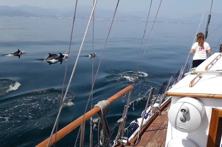 Dolphin Watching in Estepona Bay: Sail the Intrepido for Dolphins & a Swim