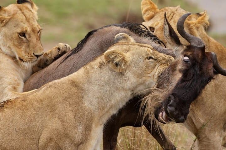 Great Wildebeest Migration Safari in Masai Mara: 4-Day Wildlife Guide