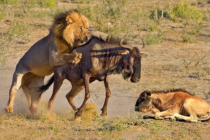 Great Wildebeest Migration Safari in Masai Mara: 4-Day Wildlife Guide photo 2