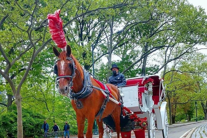 Central Park Horse and Carriage Ride: 45-Minute Historic South End Tour photo 2