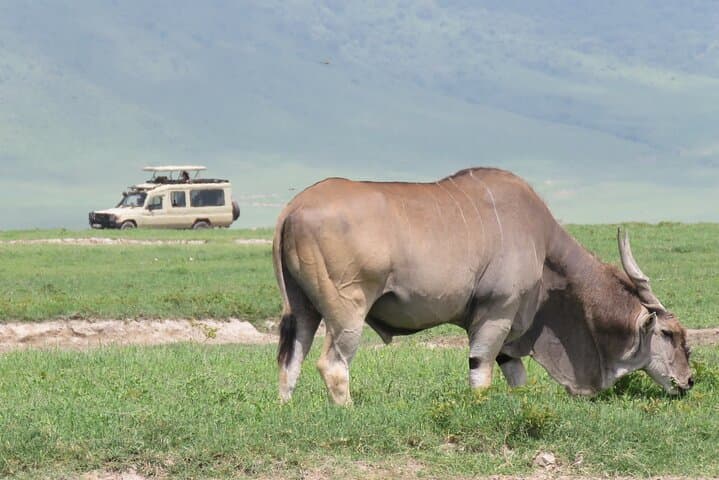 Three-Day Serengeti and Ngorongoro Crater Safari from Arusha: Big Five, Migration & Camping photo 2