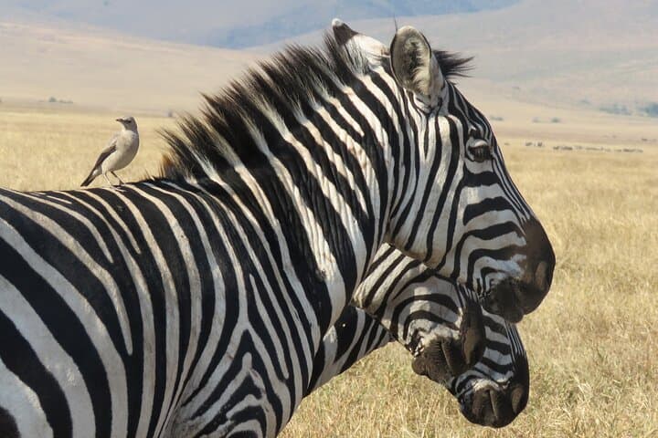 Three-Day Serengeti and Ngorongoro Crater Safari from Arusha: Big Five, Migration & Camping photo 3
