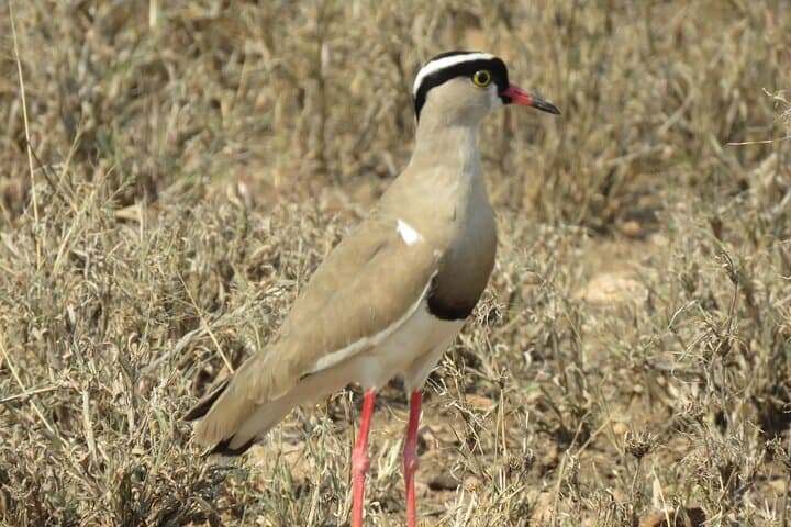 Three-Day Serengeti and Ngorongoro Crater Safari from Arusha: Big Five, Migration & Camping photo 4