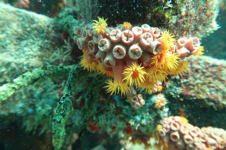 Atlantic Ocean Snorkeling Tour at Lauderdale-by-the-Sea: Guided Reef Adventure photo 1