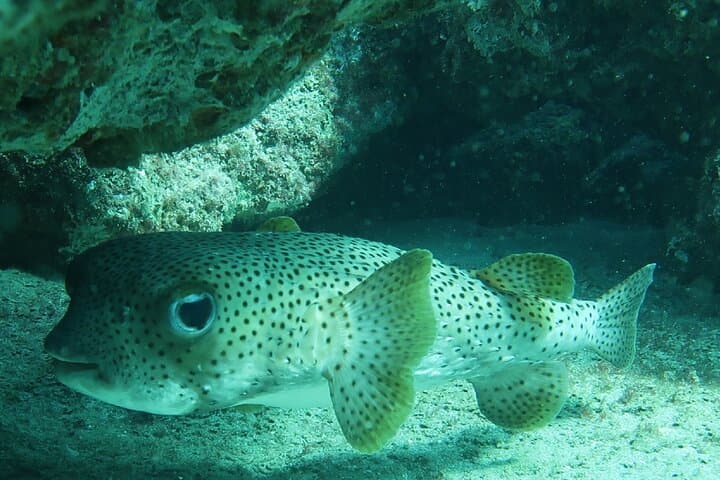 Atlantic Ocean Snorkeling Tour at Lauderdale-by-the-Sea: Guided Reef Adventure photo 2