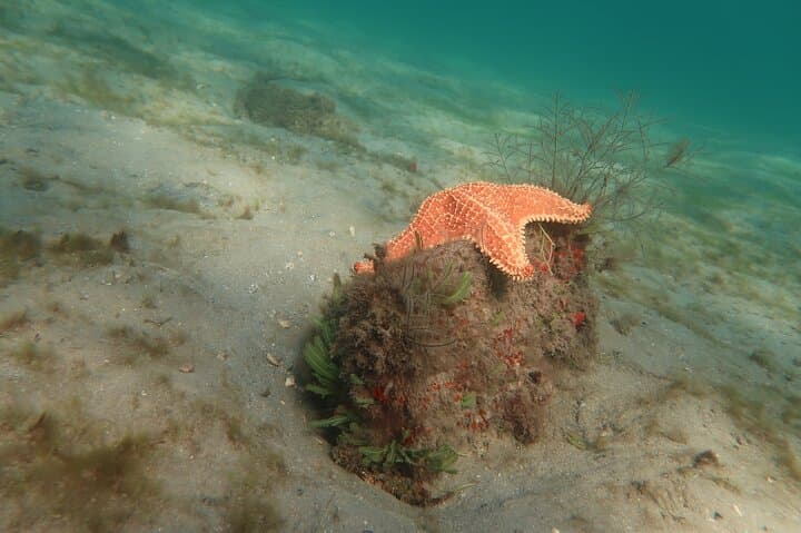 Atlantic Ocean Snorkeling Tour at Lauderdale-by-the-Sea: Guided Reef Adventure photo 3