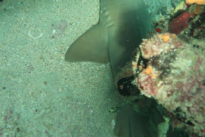 Atlantic Ocean Snorkeling Tour at Lauderdale-by-the-Sea: Guided Reef Adventure photo 4