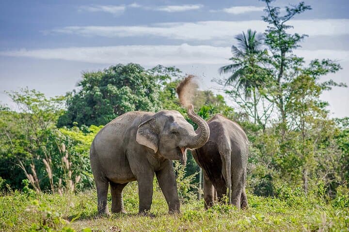 Full-Day Phuket Elephant Sanctuary: Ethical Elephant Experience with Meals photo 2