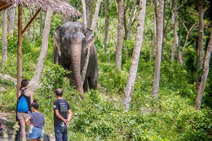 Full-Day Phuket Elephant Sanctuary: Ethical Elephant Experience with Meals photo 3