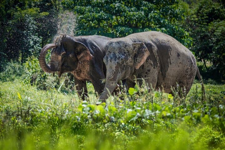 Full-Day Phuket Elephant Sanctuary: Ethical Elephant Experience with Meals photo 5