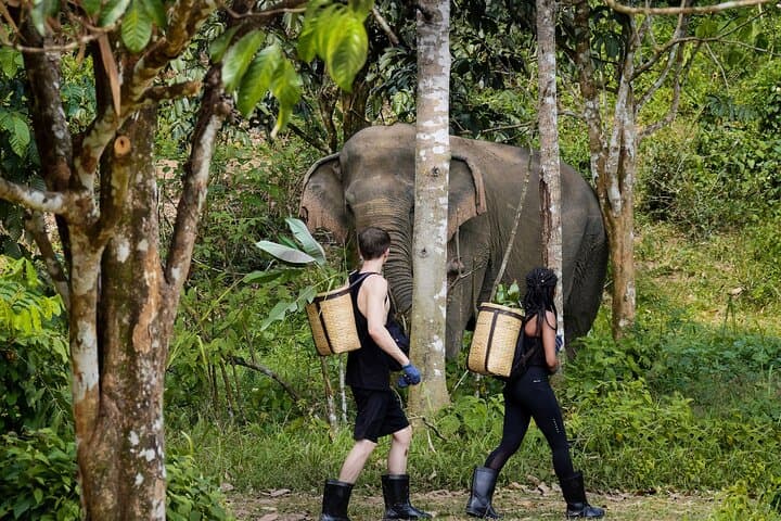 Full-Day Phuket Elephant Sanctuary: Ethical Elephant Experience with Meals