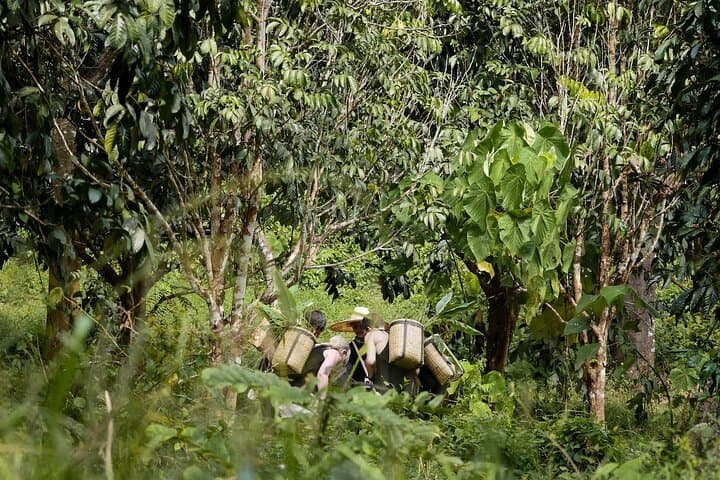 Full-Day Phuket Elephant Sanctuary: Ethical Elephant Experience with Meals photo 6