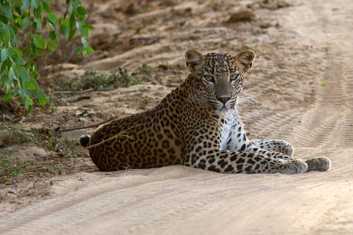 Private All-Inclusive Yala & Bundala Safari with Lunch — Full-Day Wildlife Drive photo 4