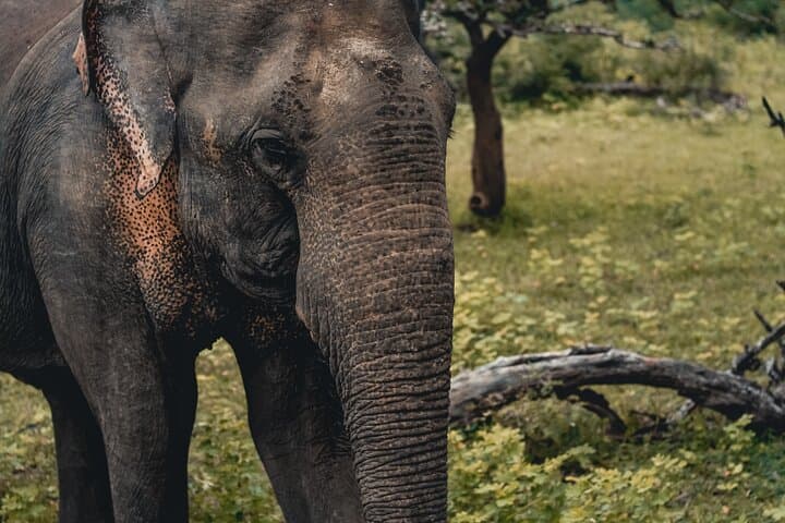 Private Car Hire with Driver-Guide in Colombo — 1-Day Personalized Tour and Transfer photo 4