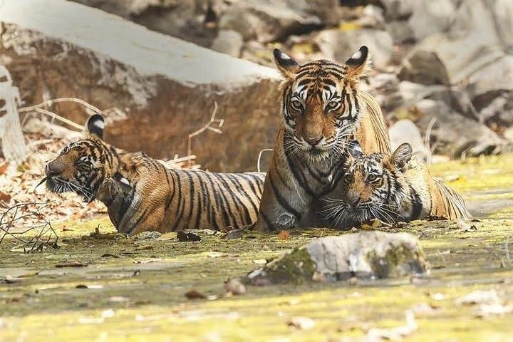 Ranthambore 2-Day Tiger Safari from Jaipur — Hotel & Jeep Safari Guide photo 3