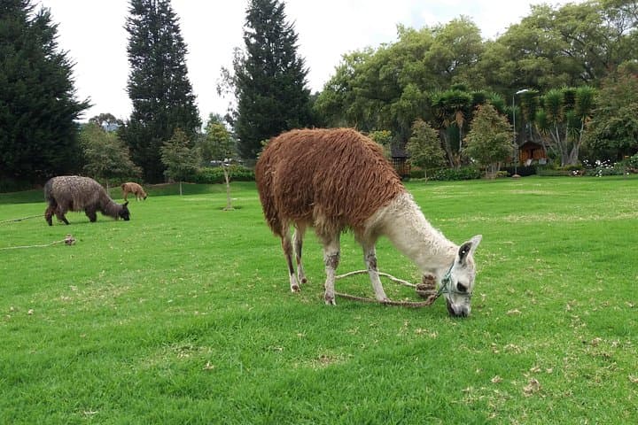 Otavalo Market & Equator Day Trip: Cayambe, Quitsato, Cotacachi and Cuicocha photo 3