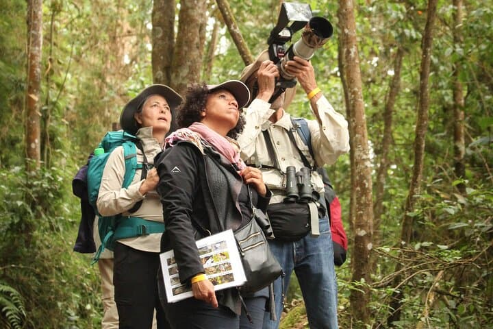 Chicaque Cloud Forest Birding: Day Trip from Bogotá to See Tanagers, Hummingbirds & Toucanets photo 2