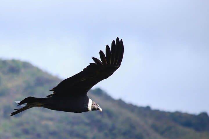 Chingaza Paramo Day Hike: High-Andean Wildlife & Lagoons from Bogotá photo 2