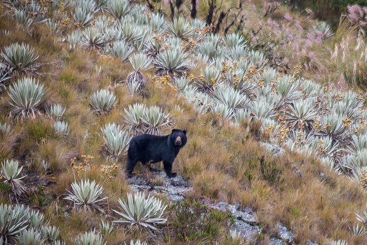 Chingaza Paramo Day Hike: High-Andean Wildlife & Lagoons from Bogotá