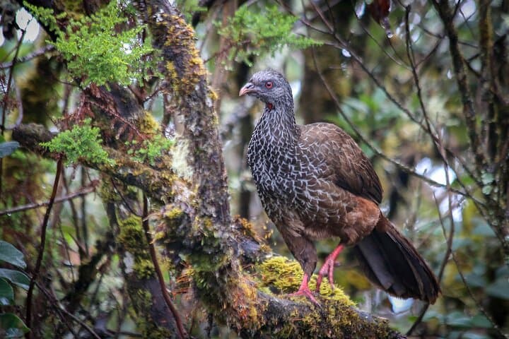Chingaza Paramo Day Hike: High-Andean Wildlife & Lagoons from Bogotá photo 6