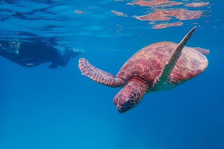 Yakushima Sea Turtle Snorkel Tour: Swim with Loggerhead & Green Turtles photo 2