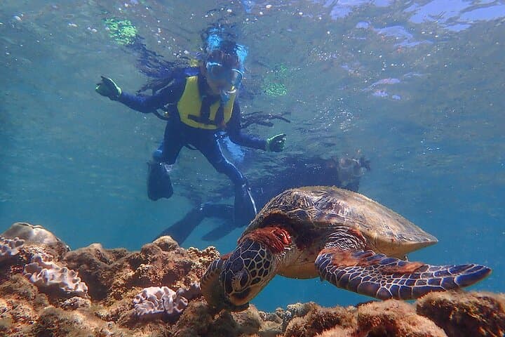 Yakushima Sea Turtle Snorkel Tour: Swim with Loggerhead & Green Turtles photo 4