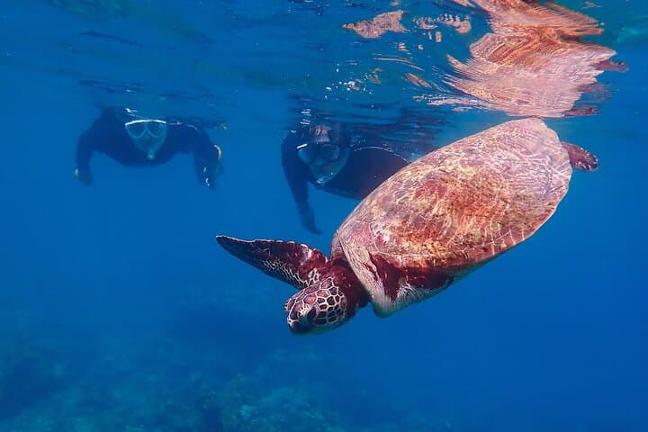 Yakushima Sea Turtle Snorkel Tour: Swim with Loggerhead & Green Turtles photo 5