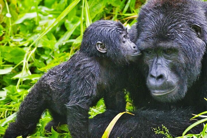 Rwanda Gorilla Trek: 2-Day Mountain Gorilla Encounter and Kigali Memorial Tour photo 5