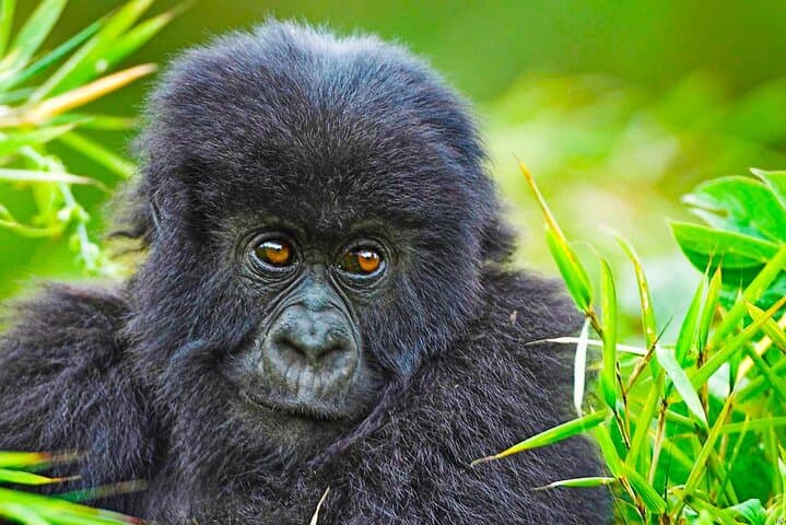 Rwanda Gorilla Trek: 2-Day Mountain Gorilla Encounter and Kigali Memorial Tour photo 2