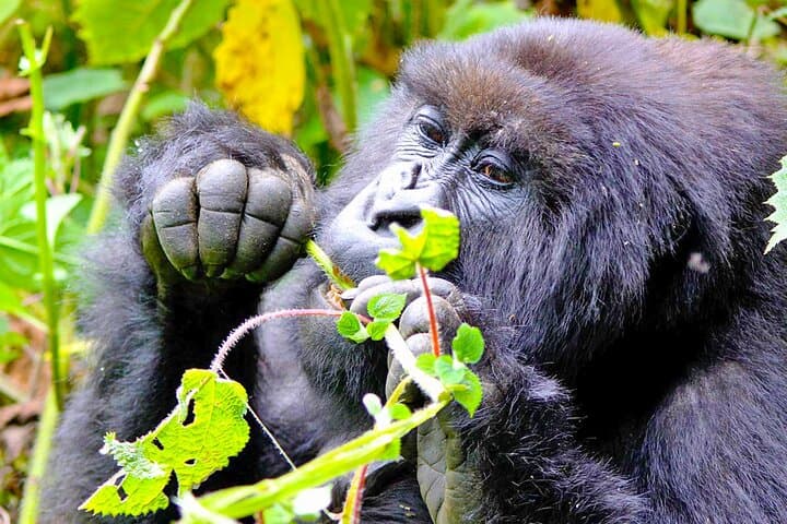 Rwanda Gorilla Trek: 2-Day Mountain Gorilla Encounter and Kigali Memorial Tour photo 6
