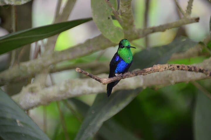 Mindo Cloud Forest Private Day Trip — Hummingbirds, Butterflies & Chocolate from Quito photo 2