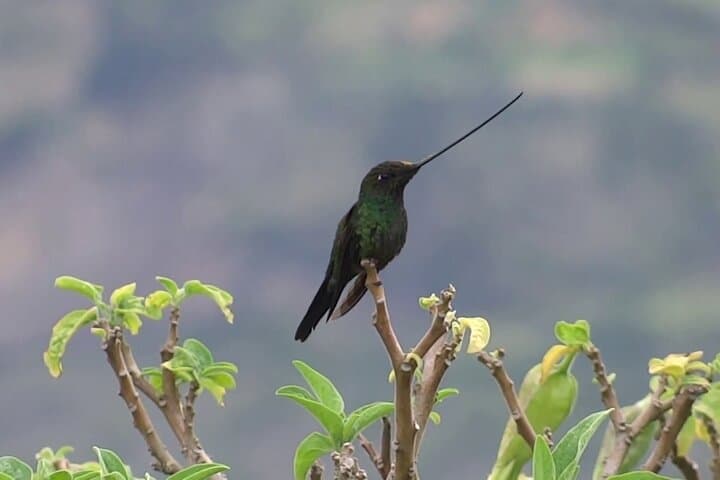 Mindo Cloud Forest Private Day Trip — Hummingbirds, Butterflies & Chocolate from Quito