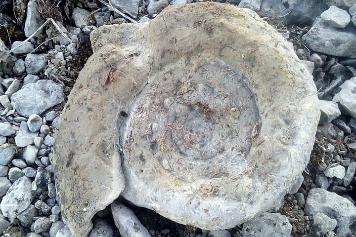 Hike the Jurassic Sea: Komstitsa Fossil Walk from Sofia photo 4