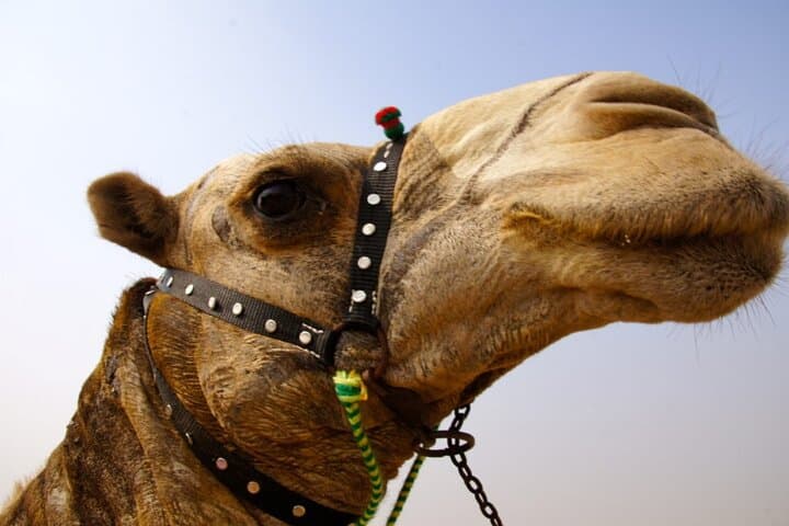 Giza Pyramids & Sphinx Full-Day Tour with Camel Ride and Local Lunch photo 3