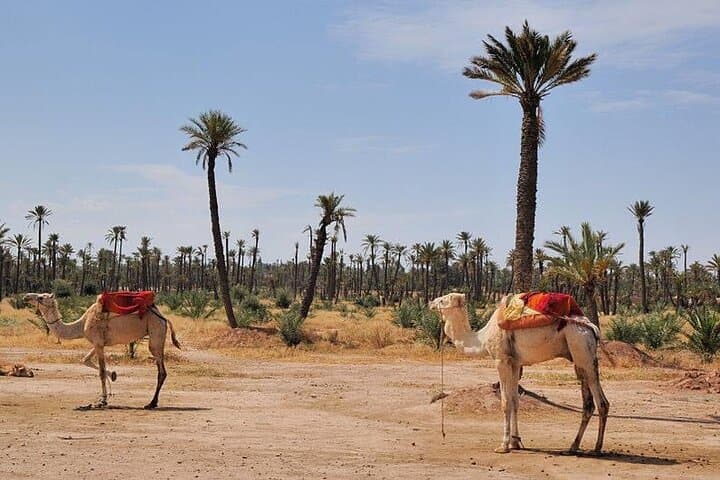 Sunset Camel Ride in Marrakech Palm Grove photo 6