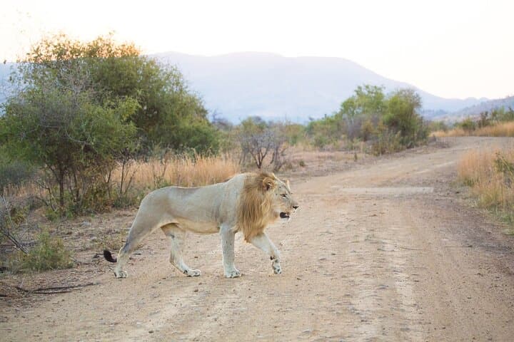 Full-Day Pilanesberg Shared Safari from Johannesburg — Big Five Game Drive photo 5