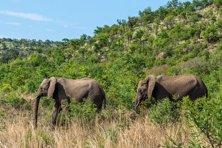 Full-Day Pilanesberg Shared Safari from Johannesburg — Big Five Game Drive photo 6