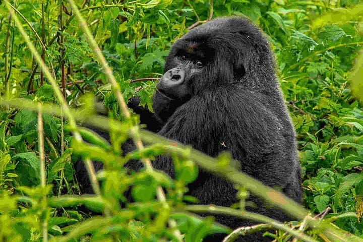 3-Day Gorilla Trekking in Bwindi Impenetrable Forest — Mountain Gorillas, Batwa Culture & Forest Trails photo 3