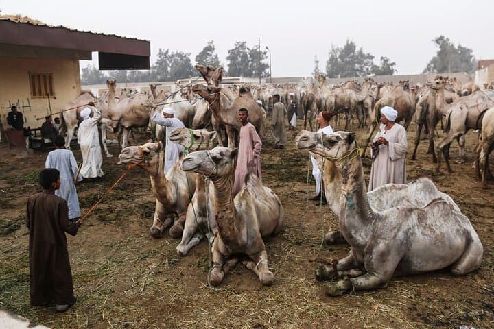 Birqash Camel Market: Explore Cairo’s Largest Camel Bazaar photo 2