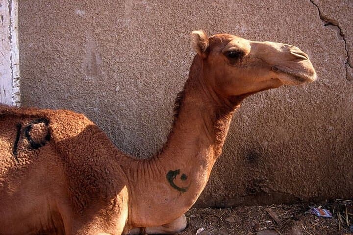 Birqash Camel Market: Explore Cairo’s Largest Camel Bazaar photo 3