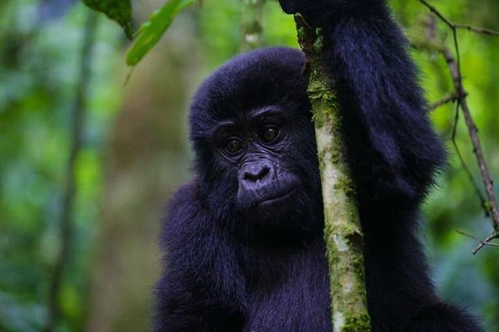 11-Day Uganda & Rwanda Gorilla Tracking Tour from Entebbe — Bwindi, Volcanoes & Nyungwe