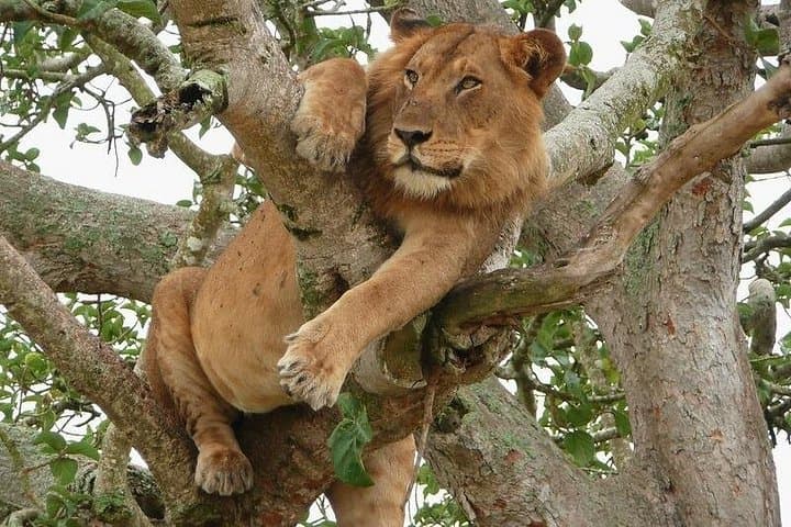 11-Day Uganda & Rwanda Gorilla Tracking Tour from Entebbe — Bwindi, Volcanoes & Nyungwe photo 2