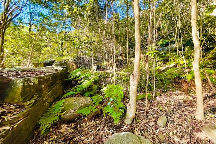 Georges Head & Bradleys Head Guided Walk — Sydney Harbour National Park photo 5